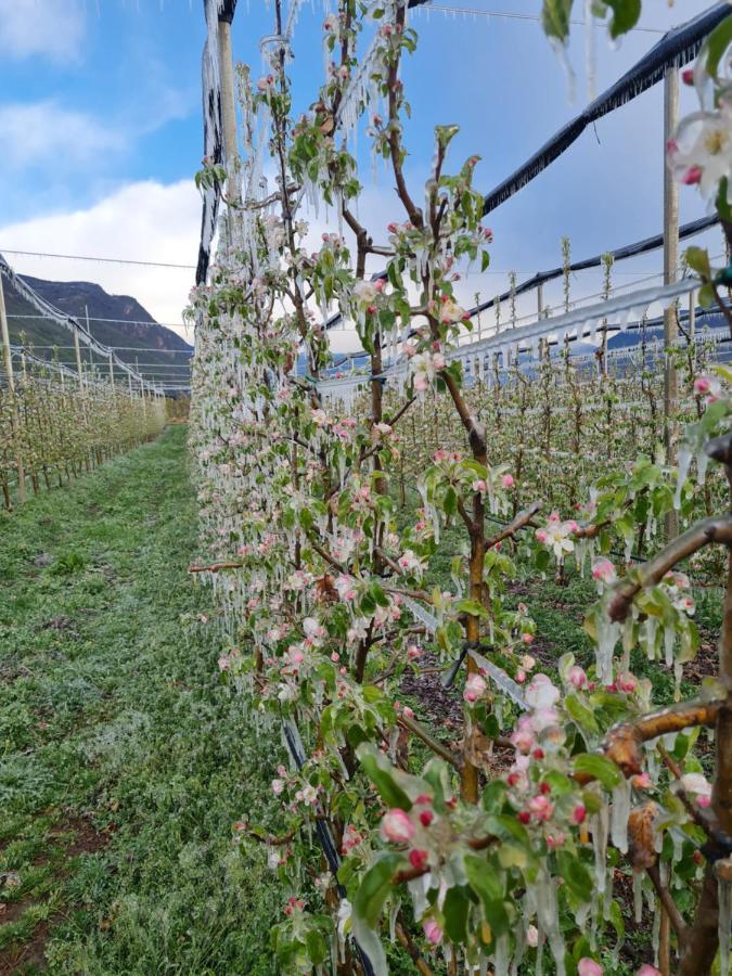 Versigglhof Appiano Sulla Strada Del Vino Eksteriør bilde