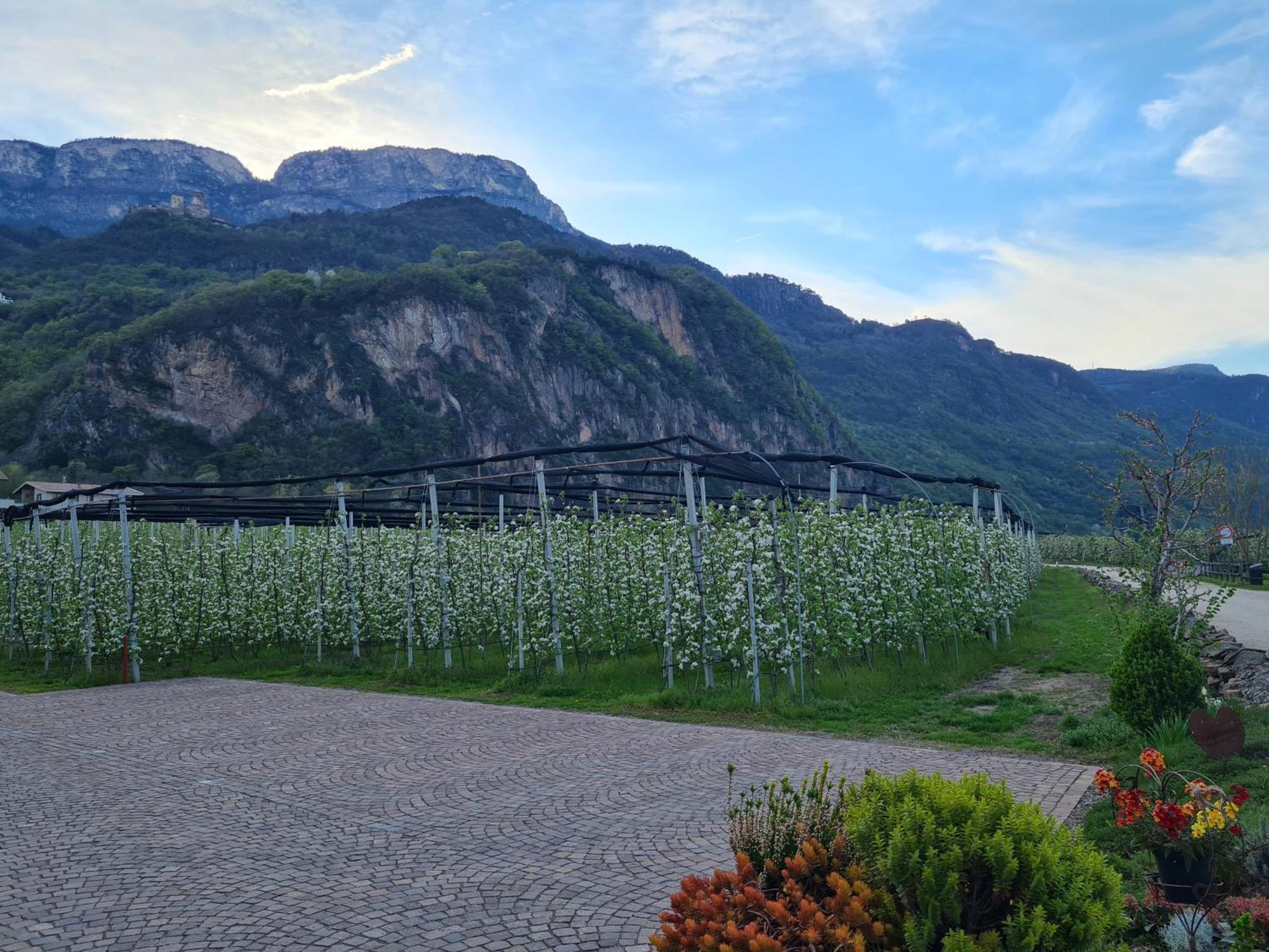 Versigglhof Appiano Sulla Strada Del Vino Eksteriør bilde