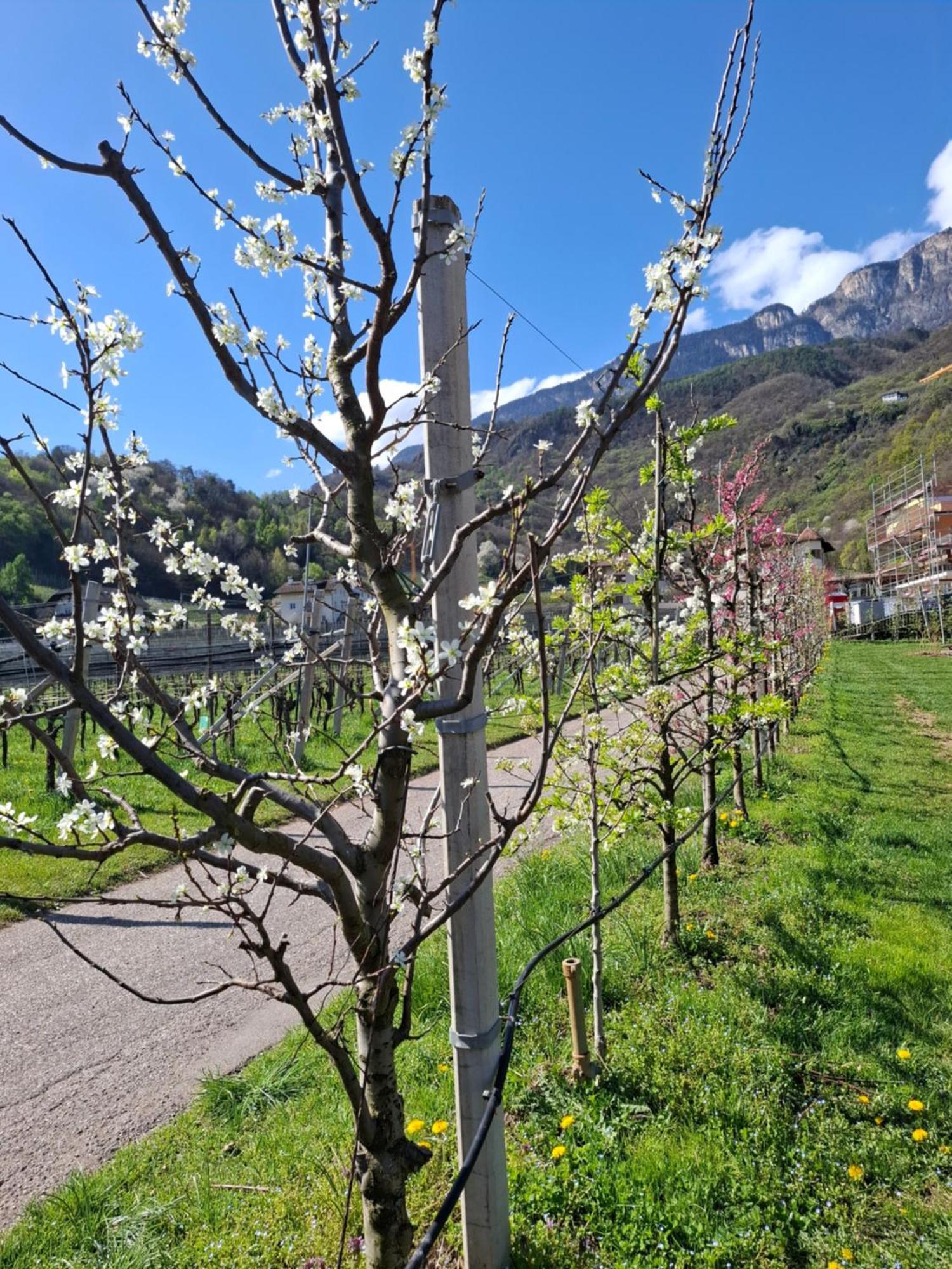 Versigglhof Appiano Sulla Strada Del Vino Eksteriør bilde