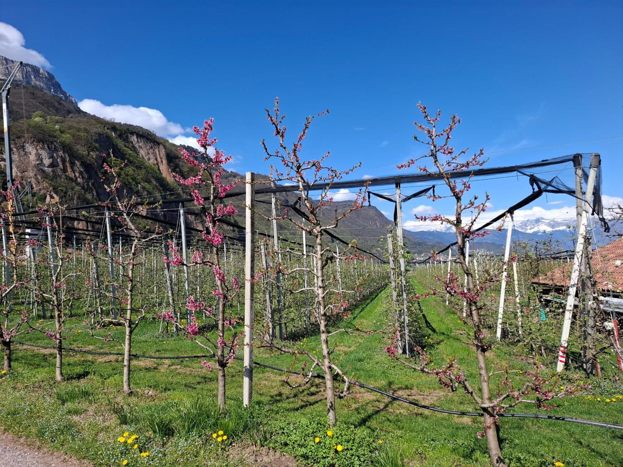 Versigglhof Appiano Sulla Strada Del Vino Eksteriør bilde